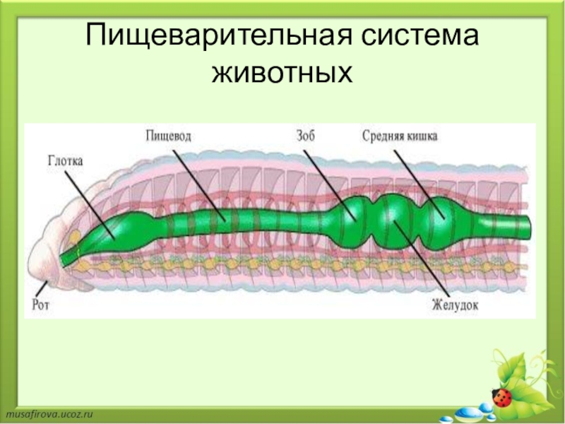 Пищеварительная система животных презентация