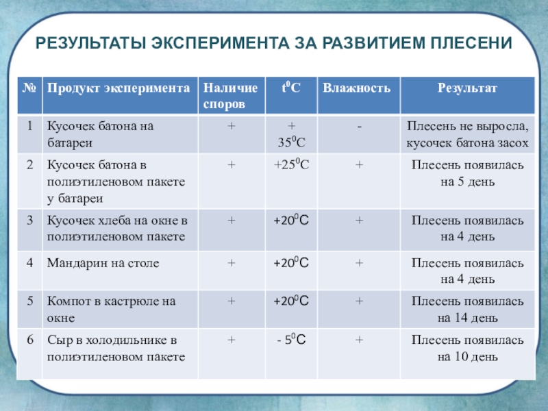 Мир результаты. Этапы развития плесени. Срок развития плесени. Наблюдение за ростом плесени на хлебе. Дневник наблюдений за ростом плесени.