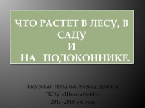 Презентация к уроку окружающего мира в1 классе по теме  Что растёт на клумбе и что растёт на подоконнике