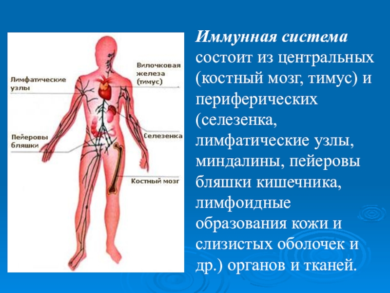 Иммунная система человека презентация