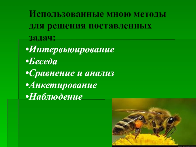 Какие экологические признаки пчел. Методы решения поставленных задач. Адаптация пчел биология. Фон для презентации по биологии пчелы. Задание на экзамене по биологии с пчелой.