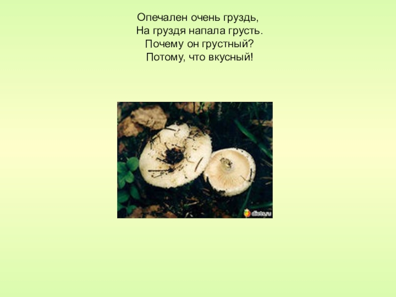 Какой тип питания характерен для груздя настоящего изображенного на рисунке