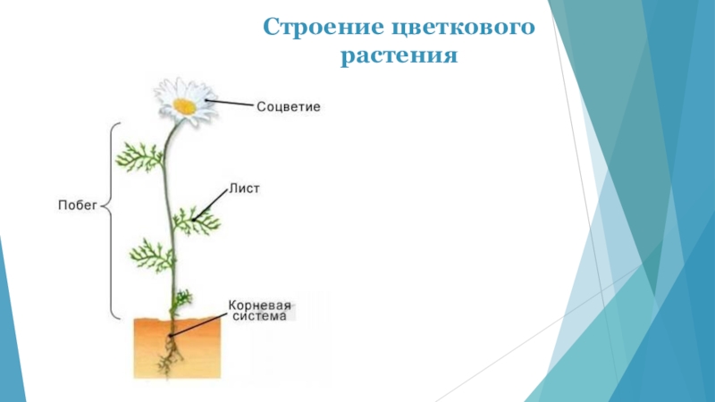 Схема строения ромашки