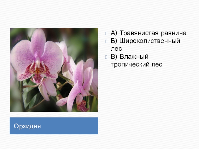 Презентация на тему природные зоны земли 5 класс по биологии