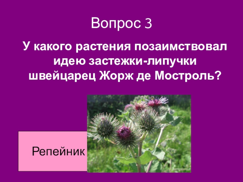 Растения изобретатели. У какого растения изобретатели позаимствовали идею их создания. У какого растения есть липучки. Репейник адаптация к изменению. Репейник куст.