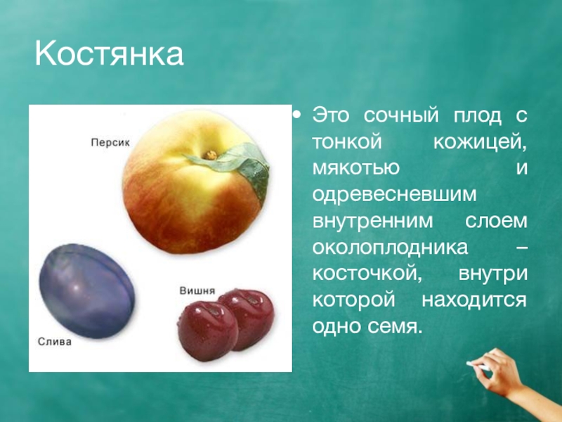 Описание плодов. Проект на тему плоды 6 класс биология. Сообщение о плодах. Доклад о плодах. Сообщение на тему плоды.