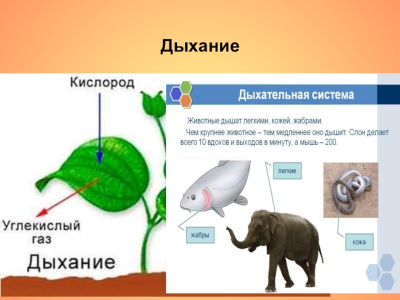 Презентация по биологии 6 класс дыхание растений и животных