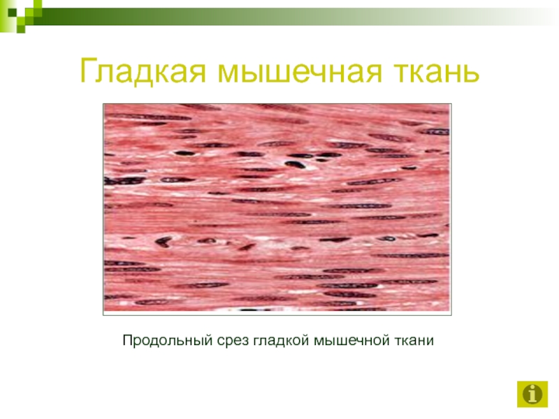 Ткань гладкие мышцы. Срез гладкой мышечной ткани. Гладкая мышечная ткань продольный срез. Мышечные ткани продольный срезы гладкой мышечной ткани. Гладкая мышечная ткань поперечный срез.