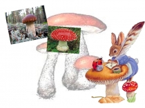 Урок 7 Съедобные и несъедобные грибы