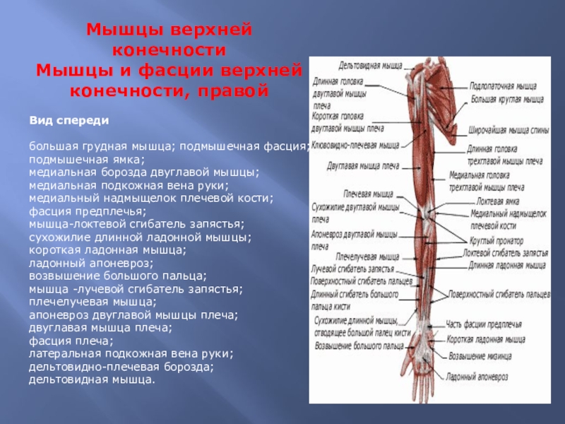 Медиальная вена руки