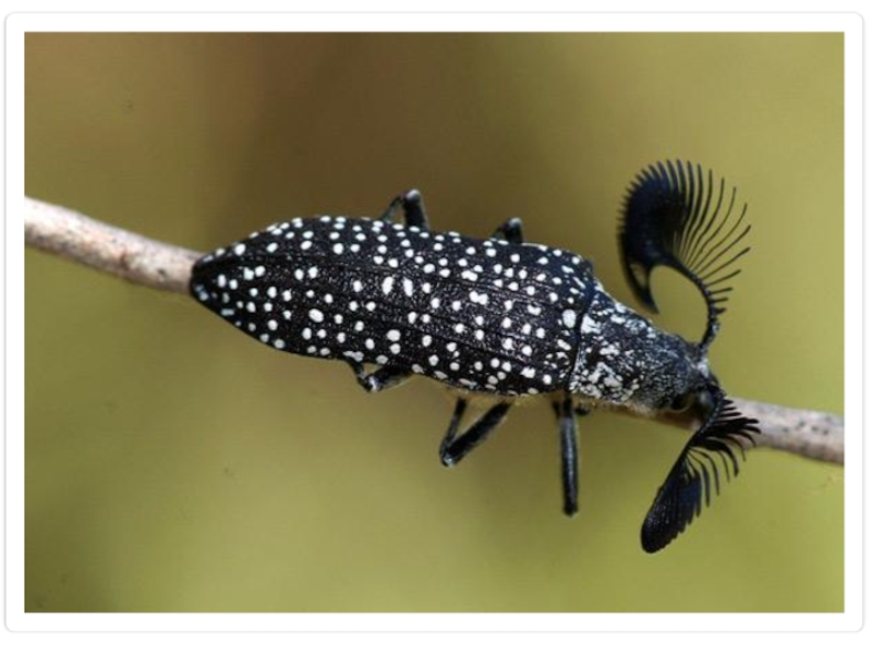 Самое редкое насекомое. Жук веероус. Жук веероус Coleoptera. Жук-веероус (Rhipicera femorata). Жук Хоризин.