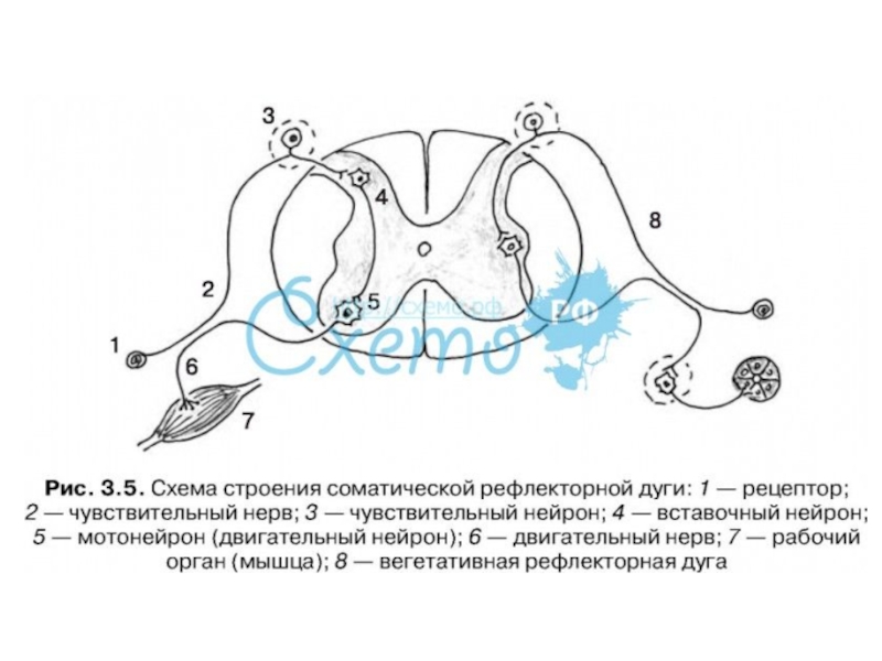 Рефлекторная дуга схема 8 класс