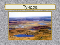 Презентация к уроку окружающего мира по теме Тундра