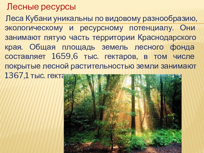 Какие богатства лесной. Лесные ресурсы Краснодарского края. Лесные богатства Краснодарского края. Разнообразие лесов Краснодарского края. Природные ресурсы Лесные ресурсы.