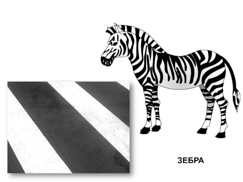 Вывеска зебра. Зебра для дошкольников. Зебра пешеходный переход. Зебра иллюстрация. Зебра рисунок.