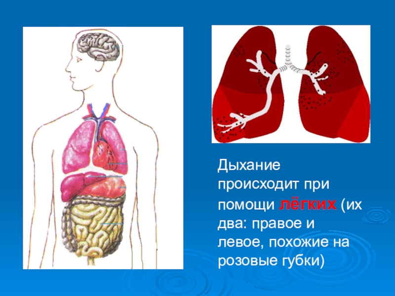 Органы человека презентация 3 класс окружающий мир плешаков