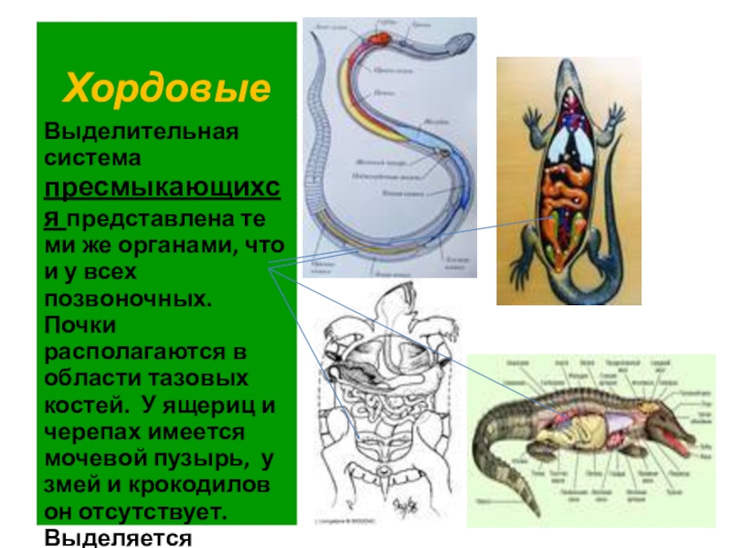 Эволюция выделительной системы у животных презентация