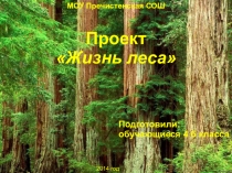 Презентация. Проект Жизнь леса