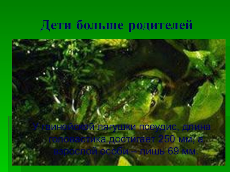 Дети больше родителейУ гвинейской лягушки псеудис, длина головастика достигает 250 мм, а взрослой особи – лишь 69