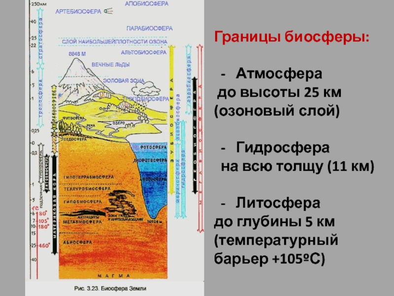 Реферат Биосфера Основные Процессы В Биосфере