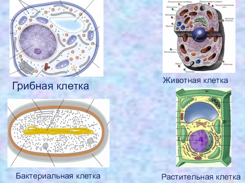 Клетка егэ биология презентация