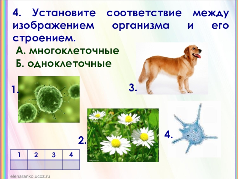 Уровни многоклеточных организмов