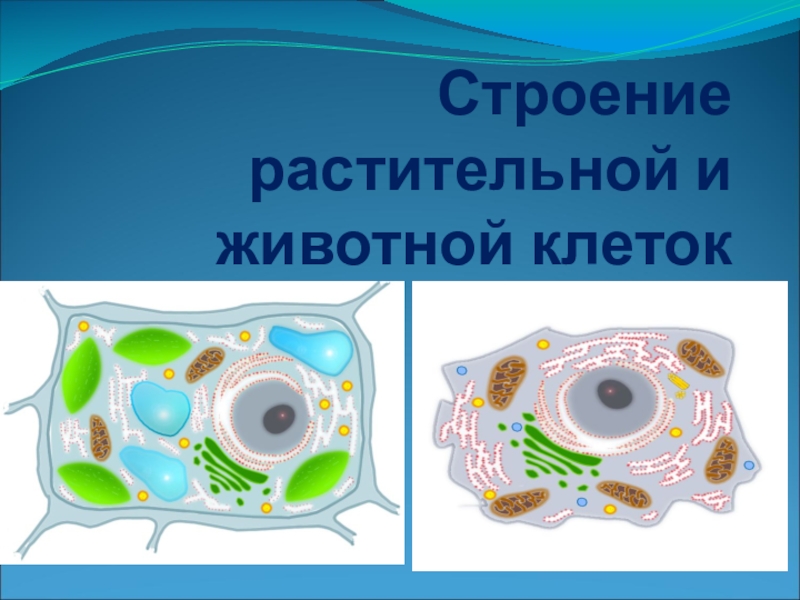 Растительная клетка животная клетка картинки