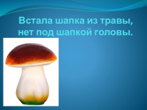 Презентация по биологии на тему Шляпочные грибы