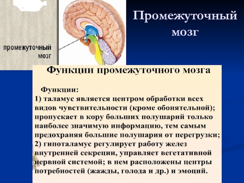 Промежуточный мозг 8 класс биология. Функции отдела головного мозга промежуточный мозг. Функции промежуточного мозга кратко. Промежуточный мозг строение и функции кратко. Функции основных структур промежуточного мозга.