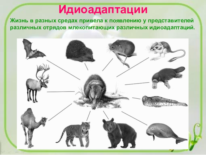 Жизнь в разных средах привела к появлению у представителей различных отрядов млекопитающих различных идиоадаптаций.Идиоадаптации