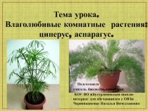 Презентация по биологии на тему Влаголюбивые комнатные растения: циперус, аспарагус (школа для обучающихся с ОВЗ, 7 класс))
