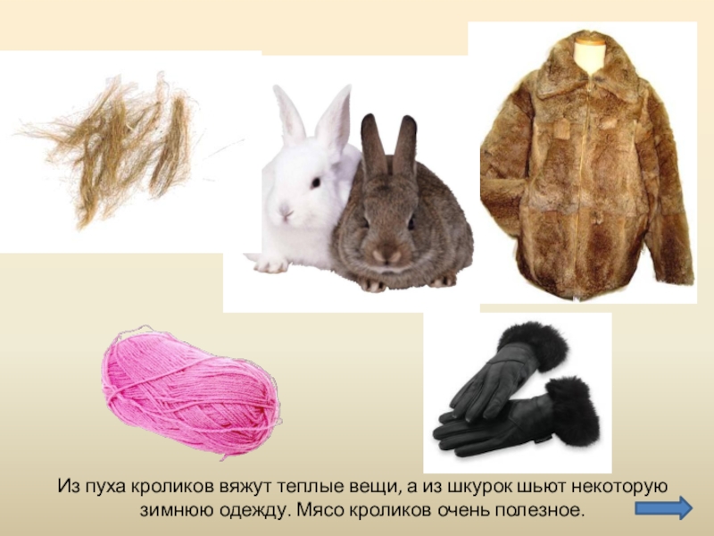 Что человек получает от кролика. Одежда из кроличьей шкуры. Одежда из кролика. Одежда из шерсти кролика. Мясо, шкурки и пух кролика.
