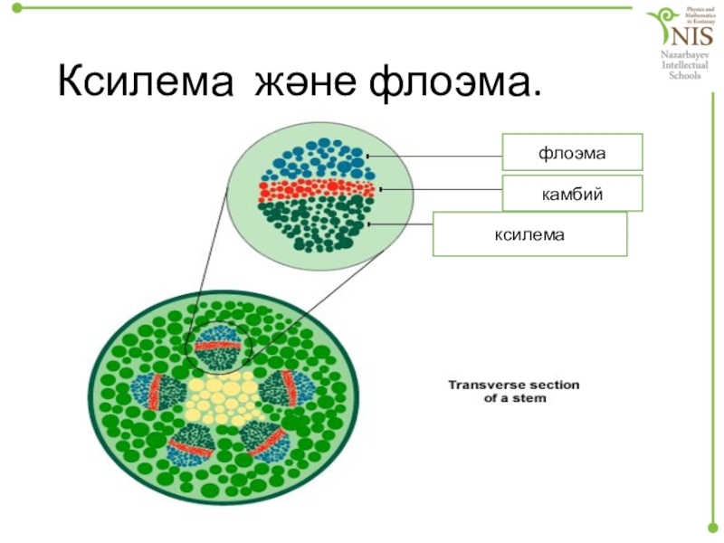 1 ксилема 2 флоэма