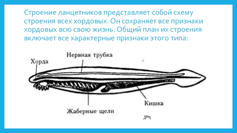 Внутреннее строение ланцетника рисунок