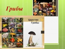 Презентация по биологии на тему Царство Грибы (7 класс)