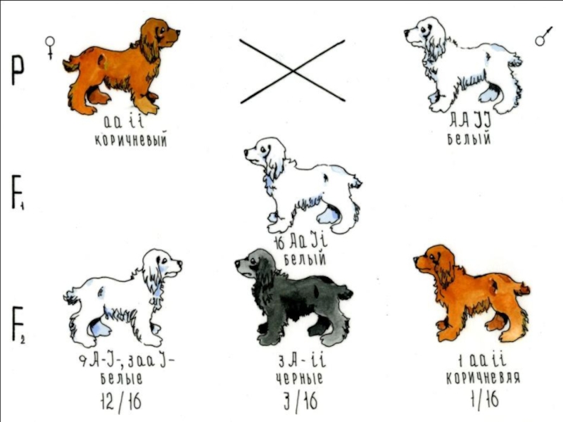 Генотипы лошадей. Доминантный эпистаз собак. Наследование окраски шерсти у собак. Наследование окраски шерсти у спаниеля. Примеры эпистаза наследование окраски шерсти у собак.