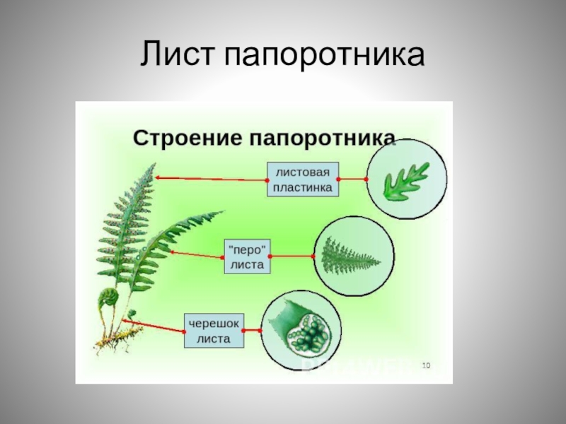 Папоротник проект биология папоротник 5