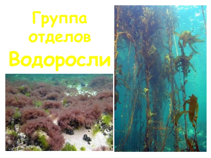 Группа отделов водоросли. Водоросли в океане фото. Доклад на тему водоросли Байкала в детском саду.