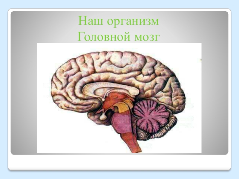Значение в организме головного мозга. Головной мозг рисунок 3 класс. Мозг 2 класс окружающий мир. Головной мозг 2 класс окружающий мир. Мозг человека 3 класс окружающий мир.