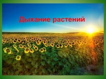 Презентация к уроку по теме: Дыхание и обмен веществ у растений. 6 класс