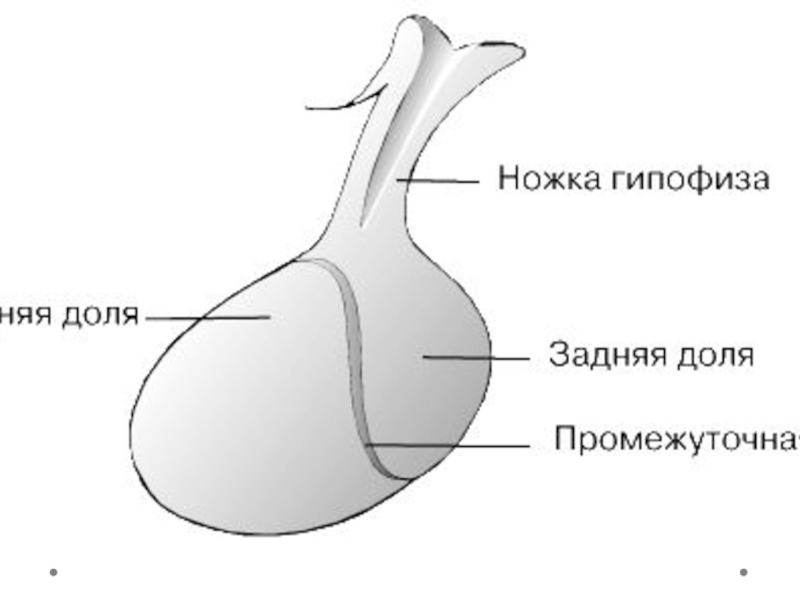 Схема строения гипофиза