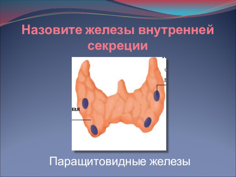 Околощитовидные железы презентация