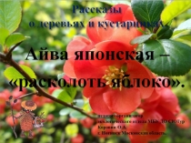 Рассказы о деревьях и кустарниках. Айва японская - расколоть яблоко.