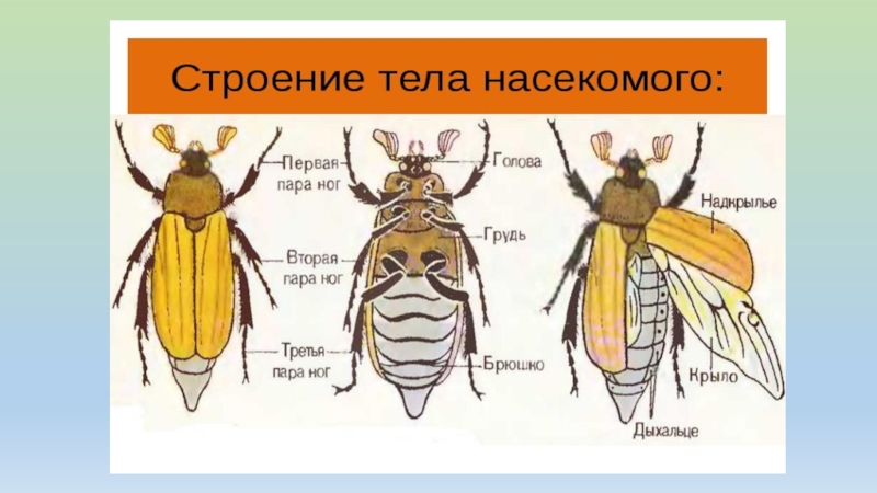 Насекомое отряда клопов