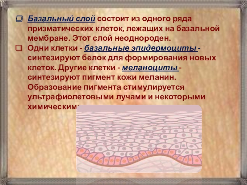 Слоев состоит. Базальный слой. Базальный слой состоит. Базальный слой кожи. Клетки базального слоя.