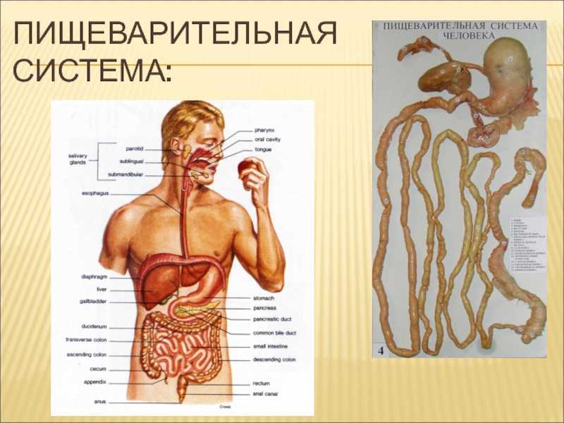 Органы пищеварения человека фото