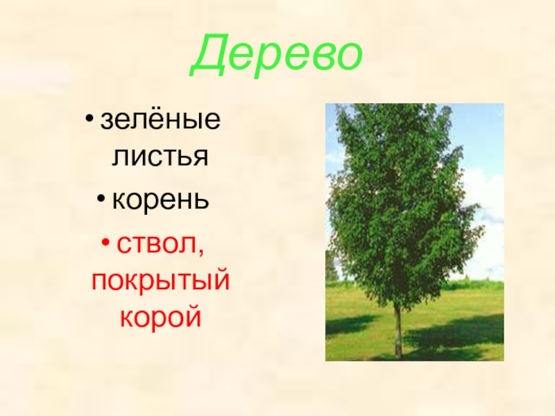 Презентация на тему деревья. Деревья кустарники травы 1 класс. Деревья кустарники травы презентация 1 класс. Презентация деревья кустарники травы 1 кл. Презентация деревья кустарники травы 1 класс окружающий мир.