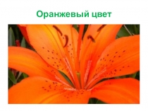 Оранжевый цвет (Мамин клуб Аявна)