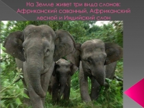 Презентация по художественной деятельности Слоны