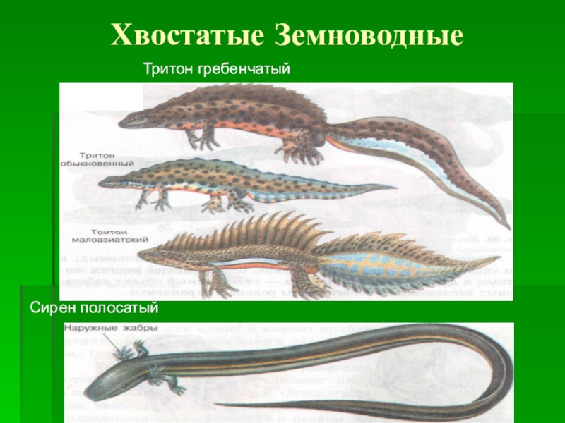 Тип гребенчатого тритона. Тритон класс земноводные амфибии. Гребенчатый Тритон отряд. Хвостатые земноводные тритоны. Гребенчатый Тритон строение.